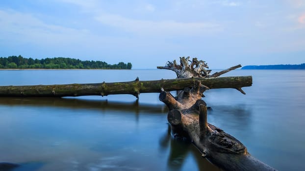 trees in the water of the river in the summer