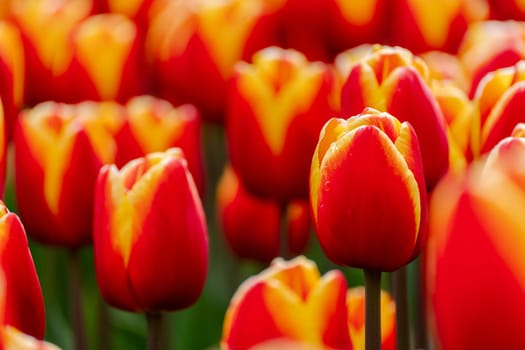 Orange tulips spring blossoming, bokeh flower background, pastel and soft floral card, selective focus.