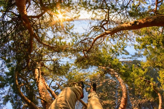 Sun rays break through branches of pine, male feet