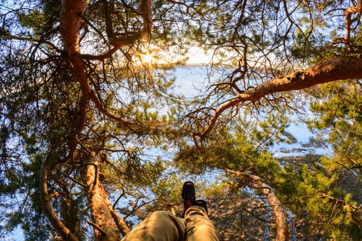 beautiful view through the branches of a pine trees on Sunny winter day