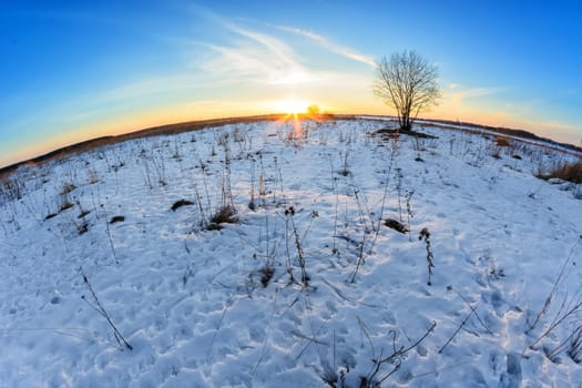 tree in a snow-covered field at sunset in winter