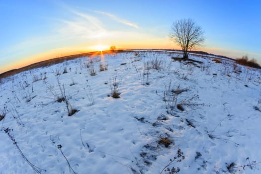 tree in a snow-covered field at sunset in winter