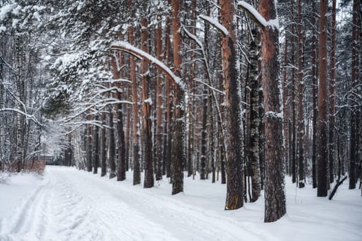 pine forest snow winter day in Russia