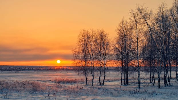 Birch at sunset in winter