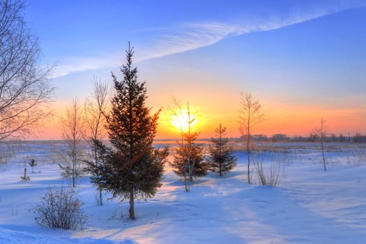 sunrise on frosty winter morning over the spruce forest