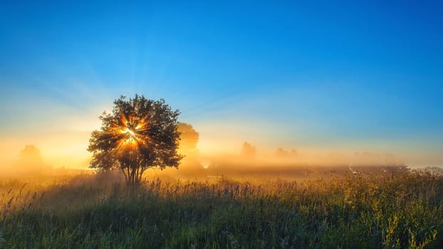 Lonely tree in field with sunlight