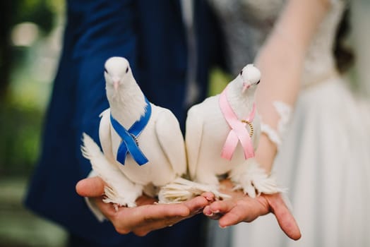 white doves decorated with ribbons sitting on the hands of the people as a symbol of peace