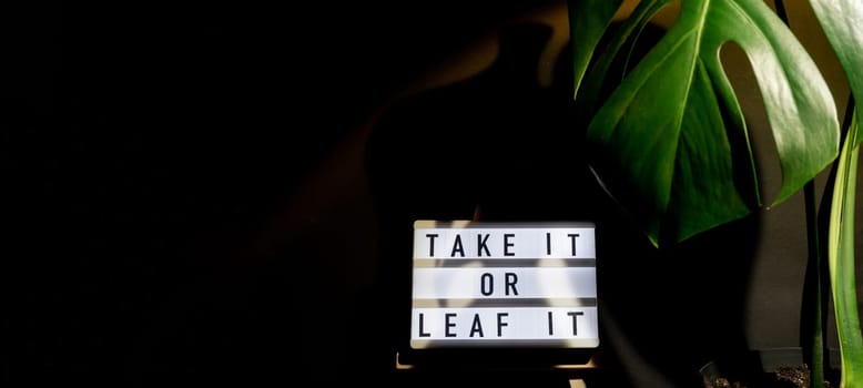 Funny joke idea inscription saying TAKE IT OR LEAF leave IT Monstera silhouette leaf in dark background and light from sunset aesthetic lamp. Projector yellow light golden hour effect. House plants sustainable environmentally friendly harmonious space at home.
