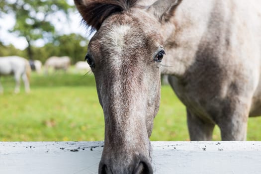 Close up of a horses snout peering over a white fence in a grassy field. The majestic animal, a working and pack animal, grazes on the luscious green grass