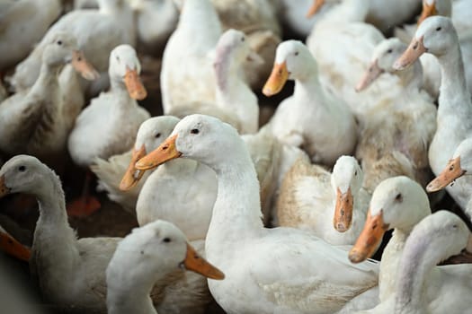 White ducks on rural farm for domestic agriculture.