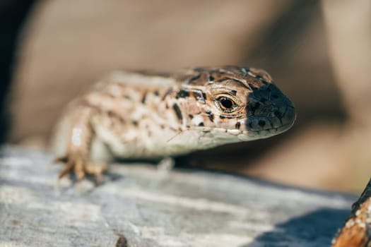 lizards head closeup sitting on a tree under the sun