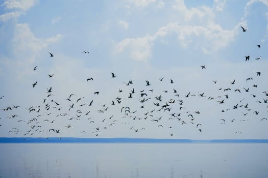 flock of seagulls in the sky flying over water