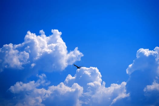 Seagull flying on a background of blue sky with white clouds over the sea