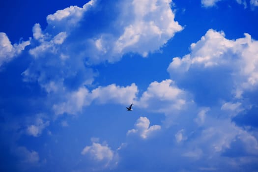 free lone Seagull flying against the clear blue sky with white clouds