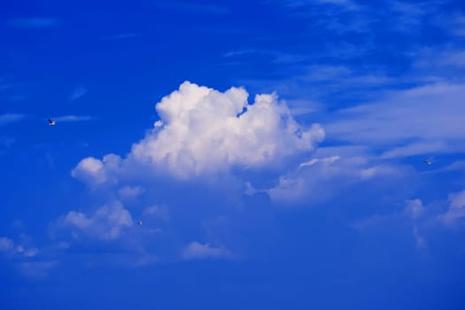 seagulls on a background of clear blue sky with beautiful white clouds