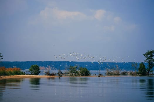 flock of white gulls flying in the background of the beach water in the summer