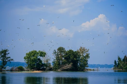 flock of white gulls flying in the blue sky over the water and the beach