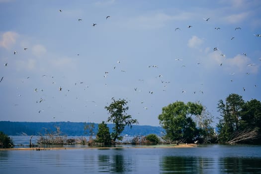 flock of seagulls flying against the blue clear sky and the beach over the water