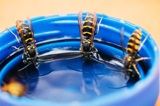 three wasps drink from tube closeup macro