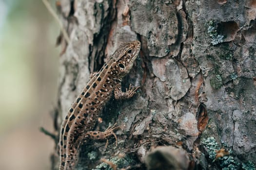 macro of a lizard disguised as tree bark in the forest closeup