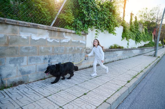 Caucasian child girl walking her dog on the street against a stone fence background. Elementary age kid spending time with her pedigree cocker spaniel on leash. Childhood. Domestic animals. Playing pets concept