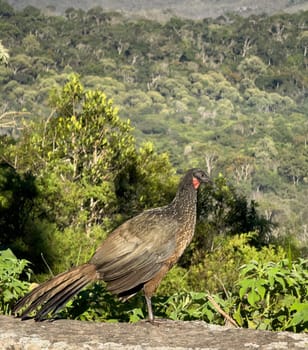 Jacu bird with unique feathers perched above a lush forest.