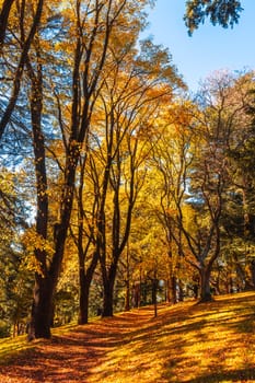 A late autumn afternoon in Wombat Hill Botanic Gardens in Daylesford Victoria Australia