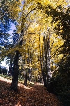 A late autumn afternoon in Wombat Hill Botanic Gardens in Daylesford Victoria Australia