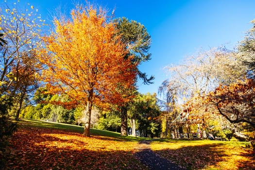 A late autumn afternoon in Wombat Hill Botanic Gardens in Daylesford Victoria Australia