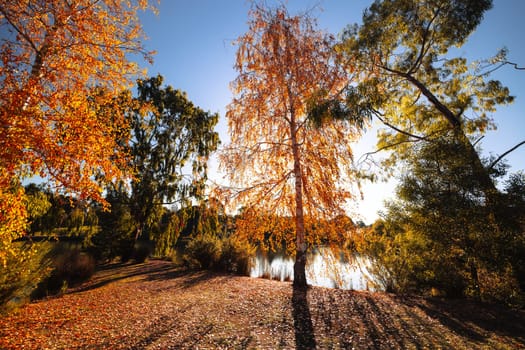 DAYLESFORD, AUSTRALIA - MAY 12 2024: Landscape around Lake Daylesford in a cool late autumn afternoon in Daylesford, Victoria, Australia