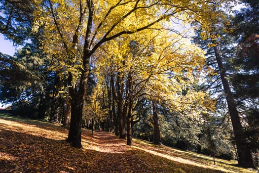 A late autumn afternoon in Wombat Hill Botanic Gardens in Daylesford Victoria Australia