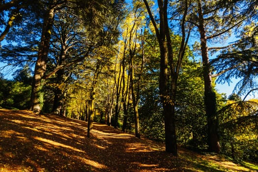 A late autumn afternoon in Wombat Hill Botanic Gardens in Daylesford Victoria Australia