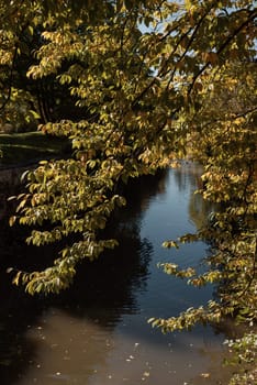 View of tree over the water. Quiet little river with trees on banks.