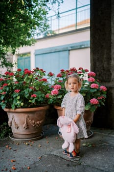 Little girl with a toy rabbit in her hands stands near pink hydrangeas in clay pots in the courtyard. High quality photo