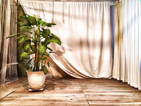 Potted Plant on Wooden Floor Near White Curtains and Window. Indoor green plant beside draped curtain with light