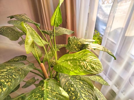 Dieffenbachia plant in a pot on a stool by the window. Retro interior in light colors. Background with plant with green leaves and fabric