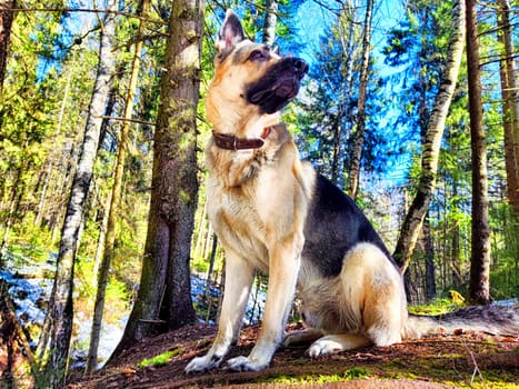 Dog German Shepherd in autumn day and green, yellow nature forest around. Waiting eastern European dog veo and colorful landscape