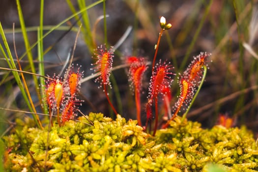 carnivorous plant, sundew, photo in biotope, wild nature