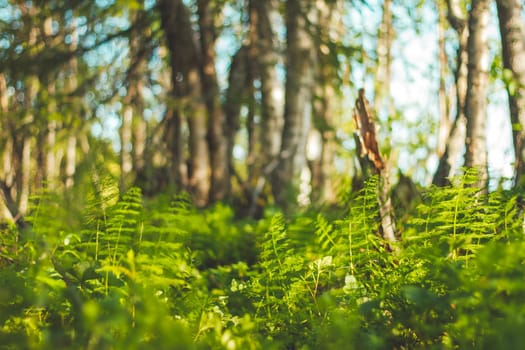 forest thicket on a sunny day, wild nature