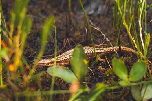 lizard makes its way through the swamp, wild nature