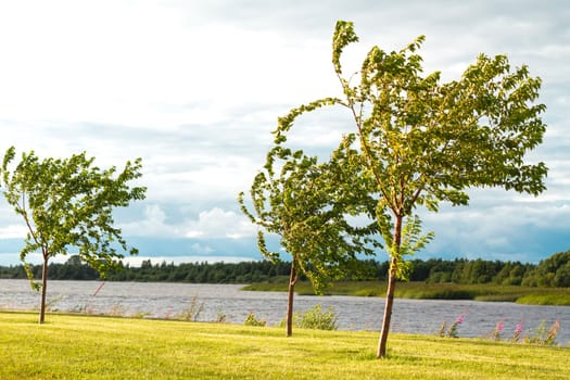 trees bend under a strong gust of wind, disasters