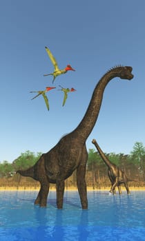 Three Pterosaurs fly over two Brachiosaurus dinosaurs wading across a river during the Jurassic Period.