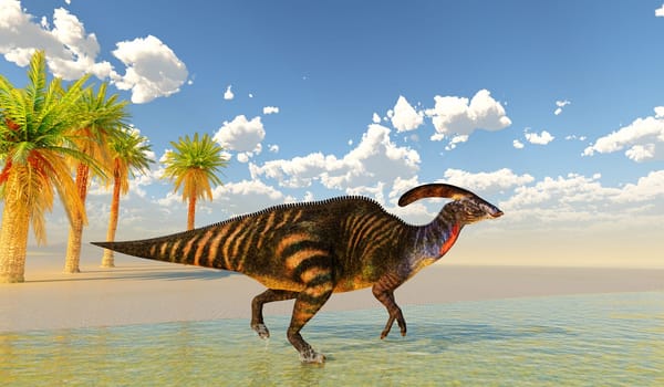 Parasaurolophus with a cranial crest was a herbivorous Hadrosaur dinosaur that lived in North America during the Cretaceous Period.