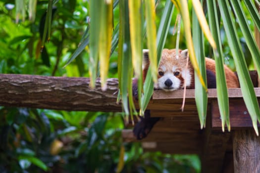 Red panda, Ailurus Fulgens, cute lazy animal resting on wooden