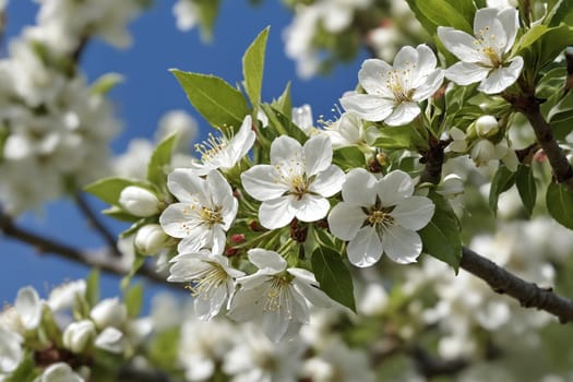 Close-up of apple blossom captures the essence of spring renewal.