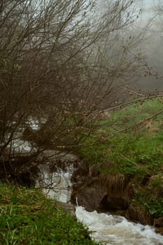 A watercourse meanders through a verdant forest on a misty day, highlighting the beauty of fluvial landforms and the lush plant life surrounding it