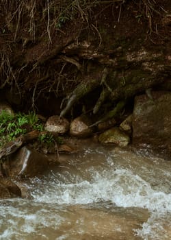 A water body meandering through a dense forest with various plants and trees. This natural landscape showcases fluvial landforms, bedrock, river banks, wood, and a rich riparian zone with springs