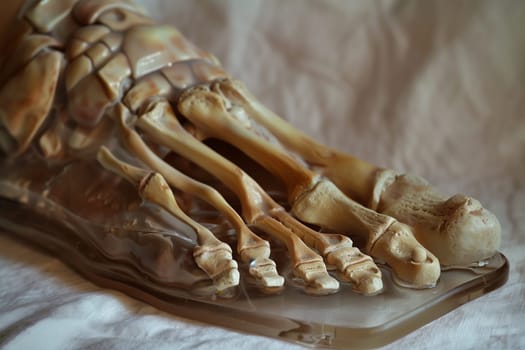 A detailed skeleton of a human foot is displayed against a white background, showcasing the intricate structure and bones of the foot.