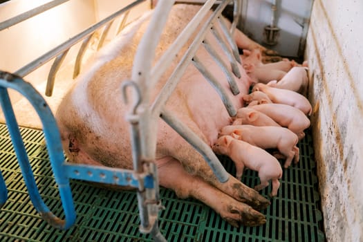 Small piglets suckle the breast of a sow lying in a pigpen on a farm. High quality photo