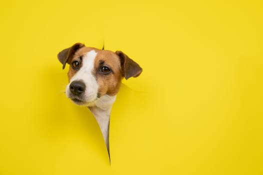 Cute Jack Russell Terrier dog tearing up yellow cardboard background